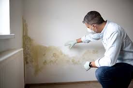 Best Mold Documentation for Insurance Claims  in Wesley Chapel, FL